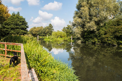 Dog amidst trees by lake against sky