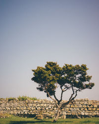 Tree on field against clear sky