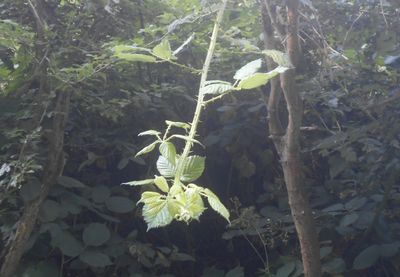 plant