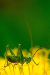 Close-up of insect on yellow flower