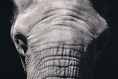 Close-up of elephant