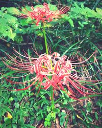 Close-up of red flowering plants