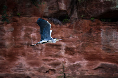 Close-up of bird flying