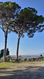 Trees on field against sky