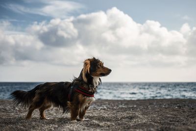 Dog at the beach