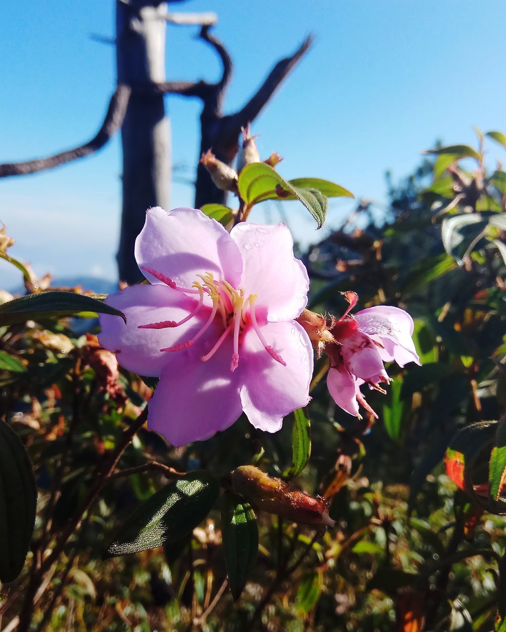 CLOSE-UP OF PINK FLOWERING PLANTS AGAINST SKY