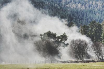 View of burning forest 