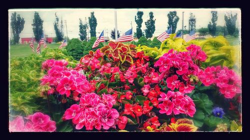 Red flowers blooming in park