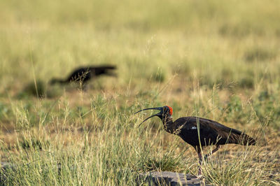 Side view of a bird on field