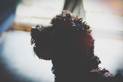 Close-up of dog against wall