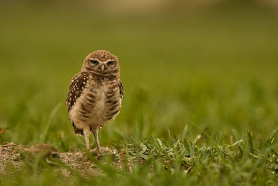 Close-up of a bird on field