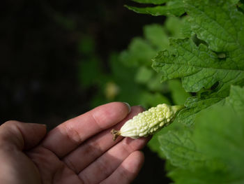 Close-up of hand holding leaves