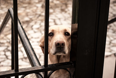 Portrait of dog peeking through metal gate