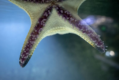 Close-up of fish underwater