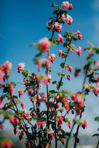 Low angle view of flowering plant against blue sky