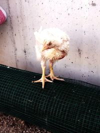 High angle view of dog standing on floor