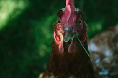 Close-up portrait of a bird