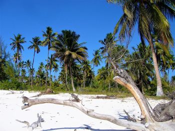 Scenic view of palm trees against clear blue sky