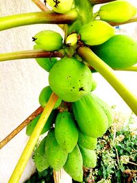 Close-up of fruits growing on tree