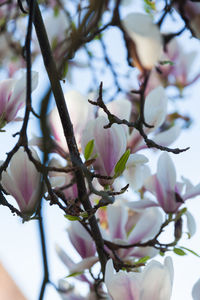 Low angle view of pink flowers on branch