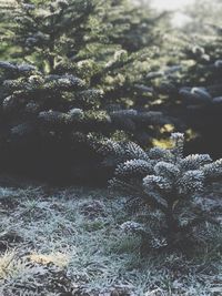 Close-up of plants against blurred background