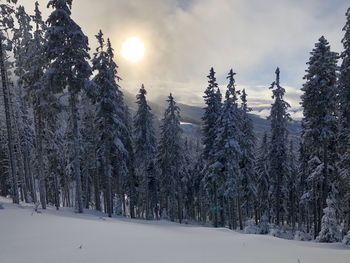 Snow covered pine trees in forest against sky