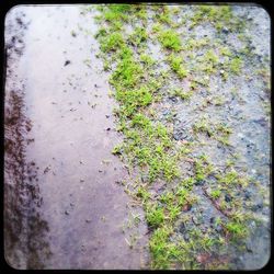 Plants growing on tree