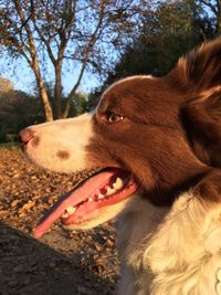 Close-up of a dog