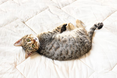 Cute tabby cat lying down on white blanket on the bed. funny home pet. relaxing and cozy wellbeing.