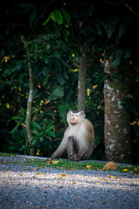 Monkeys sitting on tree