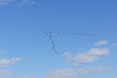 Low angle view of birds flying against sky