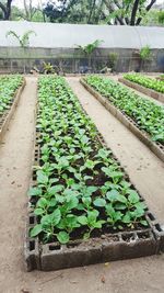 Close-up of plants growing in greenhouse