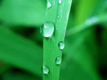 Close-up of water drops on blade of grass