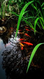 View of koi carps swimming in lake