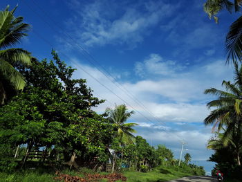 Trees against sky
