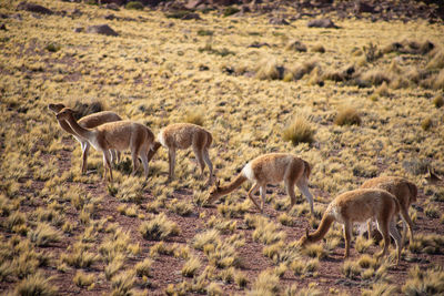 Deer standing on field altiplano