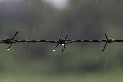 Close-up of wet barbed wire fence during rainy season
