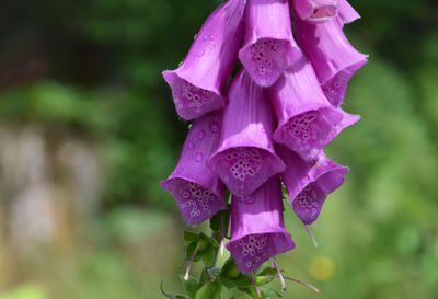 Close-up of pink flowers