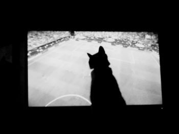 Cat looking away