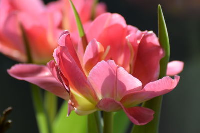 Close-up of pink flowers