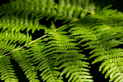 Close-up of fern leaves