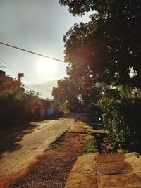 Sun shining through trees