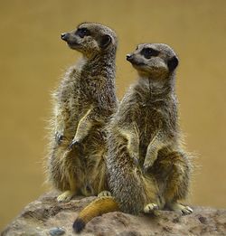 Two meerkats on rock
