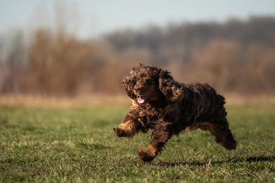 Dog running on field