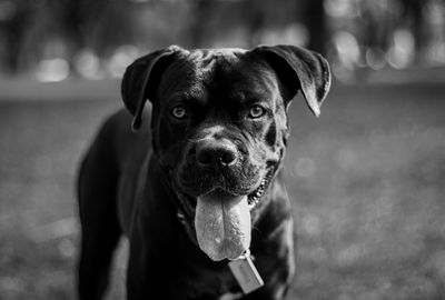 Close-up portrait of dog on field