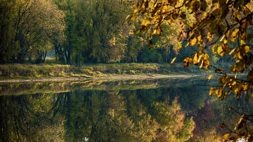 Scenic view of lake in forest