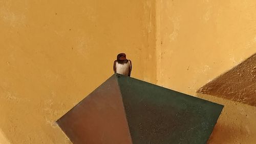 Close-up of bird perching on yellow wall