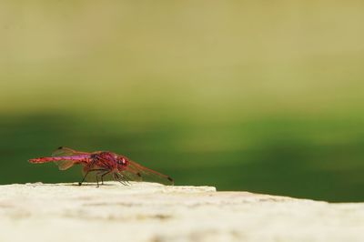 Close-up of insect on flower
