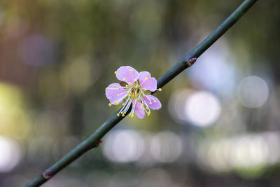 Close-up of pink cherry blossoms in spring