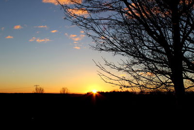 Silhouette of trees at sunset